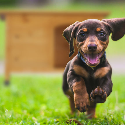 TASSORA - Wooden dog house with hinges