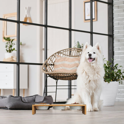 TASSORA - Feeding station for dogs