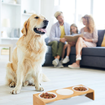 TASSORA - Feeding station for dogs